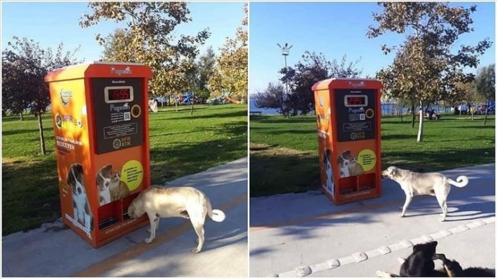 У Запоріжжі пропонують встановити автомати для обміну пляшок на корм для безпритульних тварин