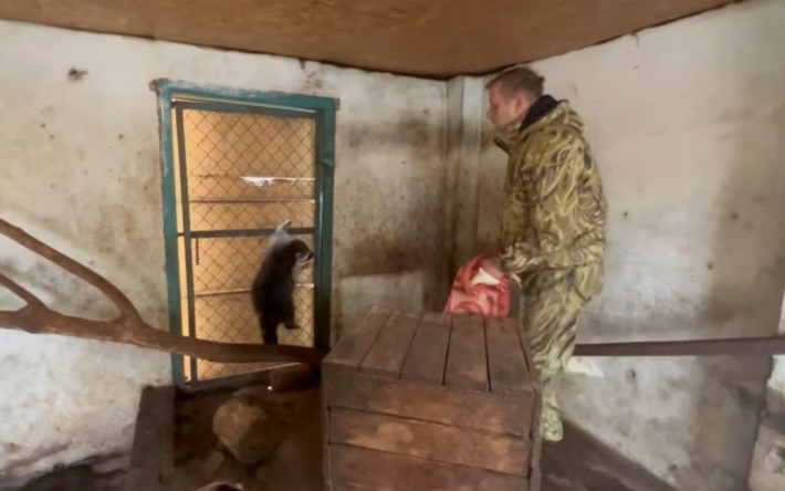 "Сердце разрывается": директор Крымского зоопарка, который "скрымздил" енота в Херсоне, обещает его вернуть
