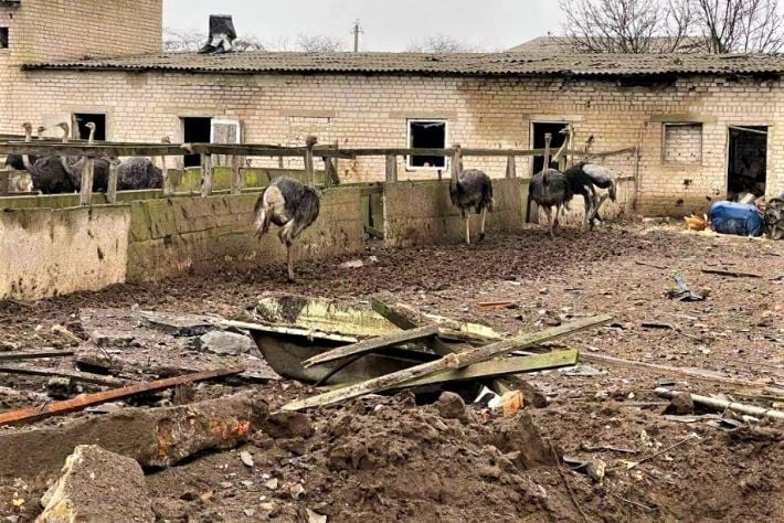 Атаковали страусов и свиней: российские оккупанты разрушили ферму под Запорожьем (фото, видео)