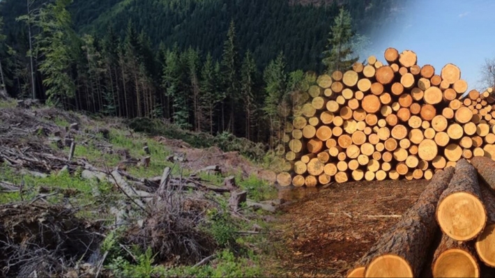 ДБР викрило групу лісників із Запорізької області, які зрубали дрова на 1 мільйон 750 тисяч гривень