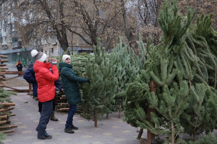 У Мелітополі ціни на новорічні дерева зашкалюють