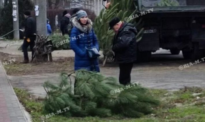 В Мелитополе цены на новогодние елки бьют рекорды (фото)