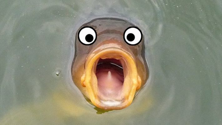 У мережі показали, чому в Мелітополі свіжа риба