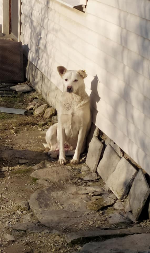 В Мелитополе от фейерверков сбежал домашний пес (фото)