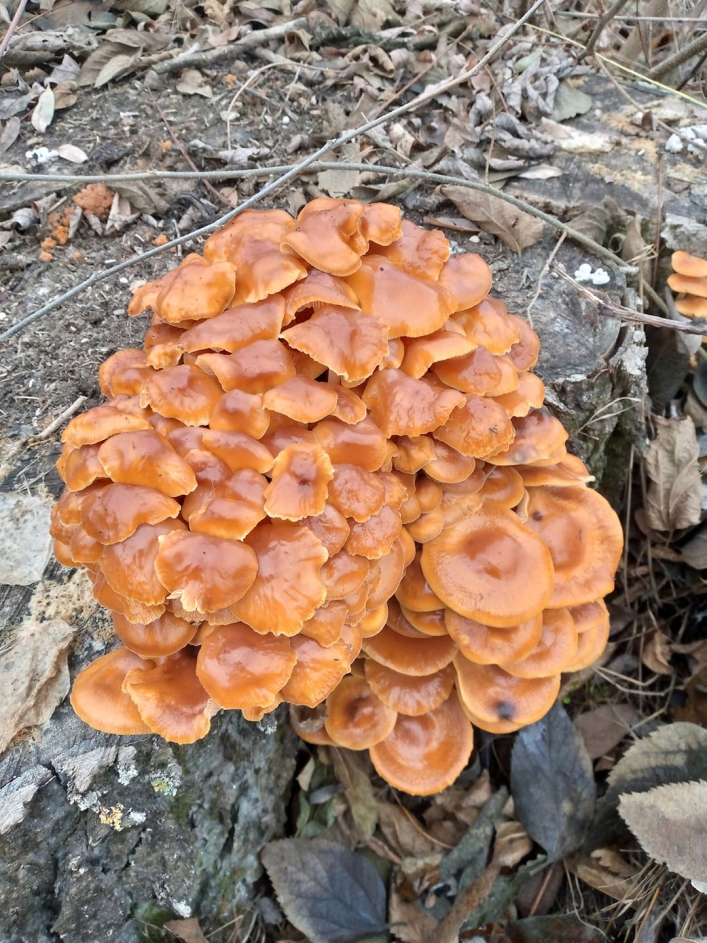 растут грибы зимой1