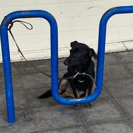 В Мелитополе возле супермаркета забыли на холоде домашнего пса (фото)