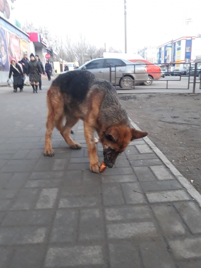 В Мелитополе разыскивают раненого пса - проблема с задними лапами