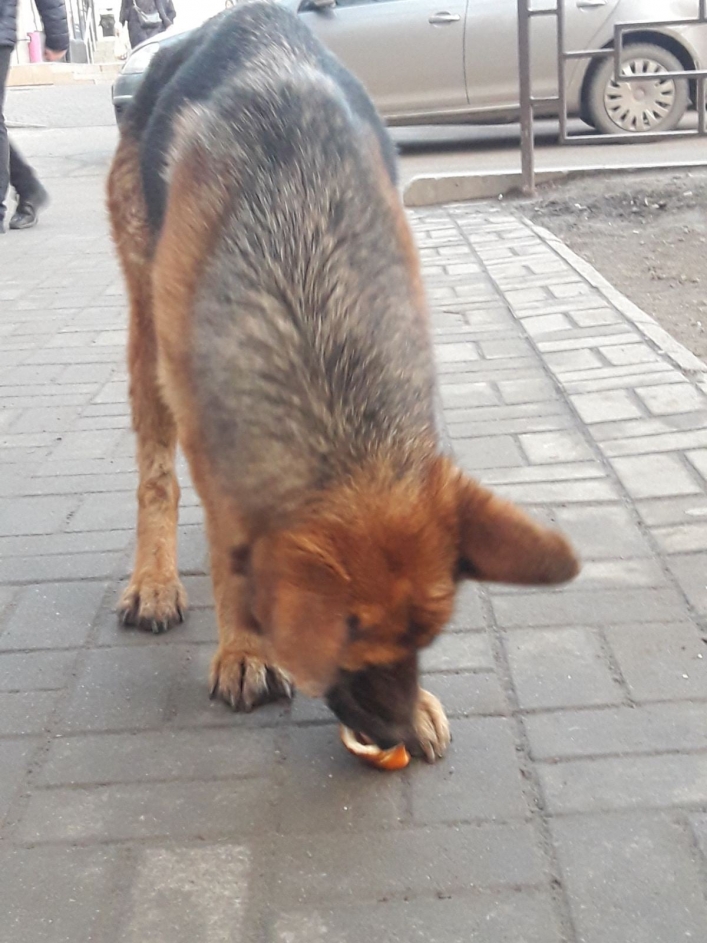 В Мелитополе разыскивают раненого пса - проблема с задними лапами