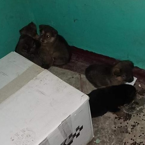 В Мелитополе в подъезде погибают маленькие щенки (фото)