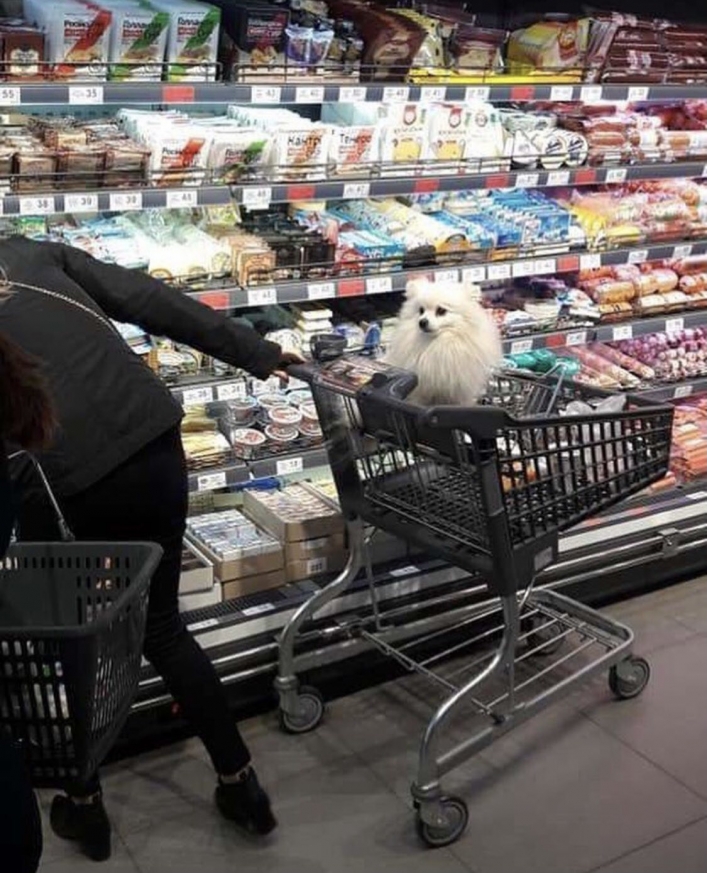 В Мелитополе покупатели повздорили в супермаркете из-за собаки