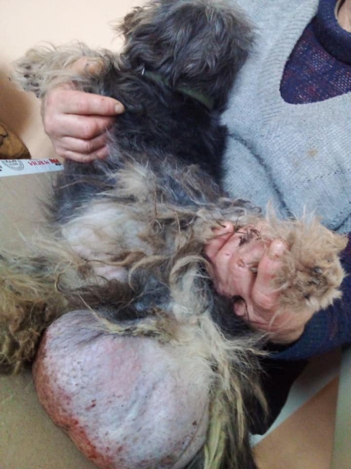 В Мелитополе собака жила с огромной опухолью - нужна помощь (фото18+)