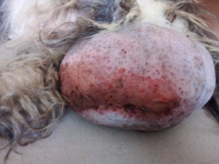 В Мелитополе собака жила с огромной опухолью - нужна помощь (фото18+)