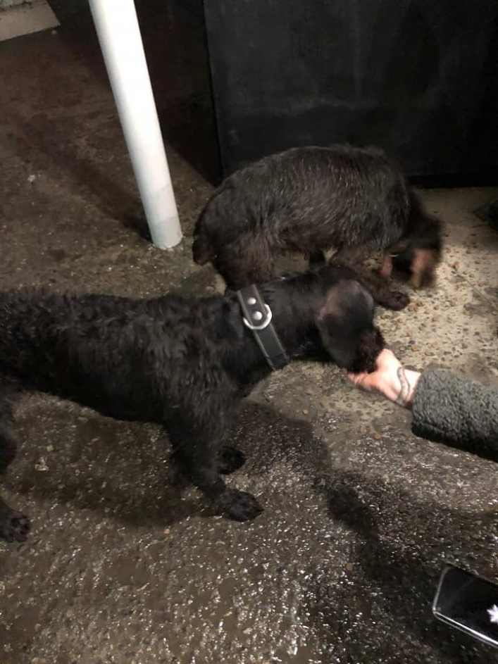 В Мелитополе обнаружили двух мокрых и замерзших породистых псов