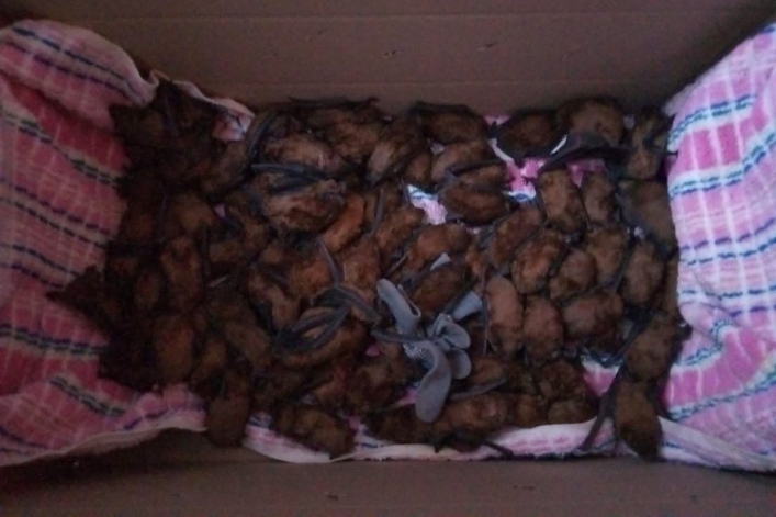В Днепре на Красном Камне в квартире нашли более 700 летучих мышей