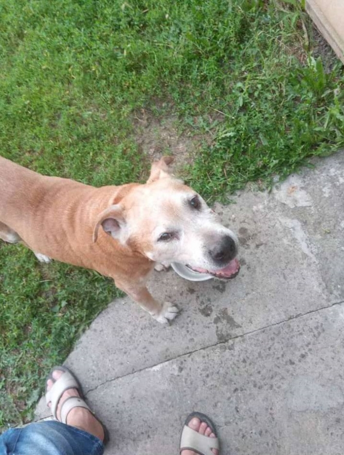 В Мелитополе пропала бойцовская собака с открытой раной (фото)