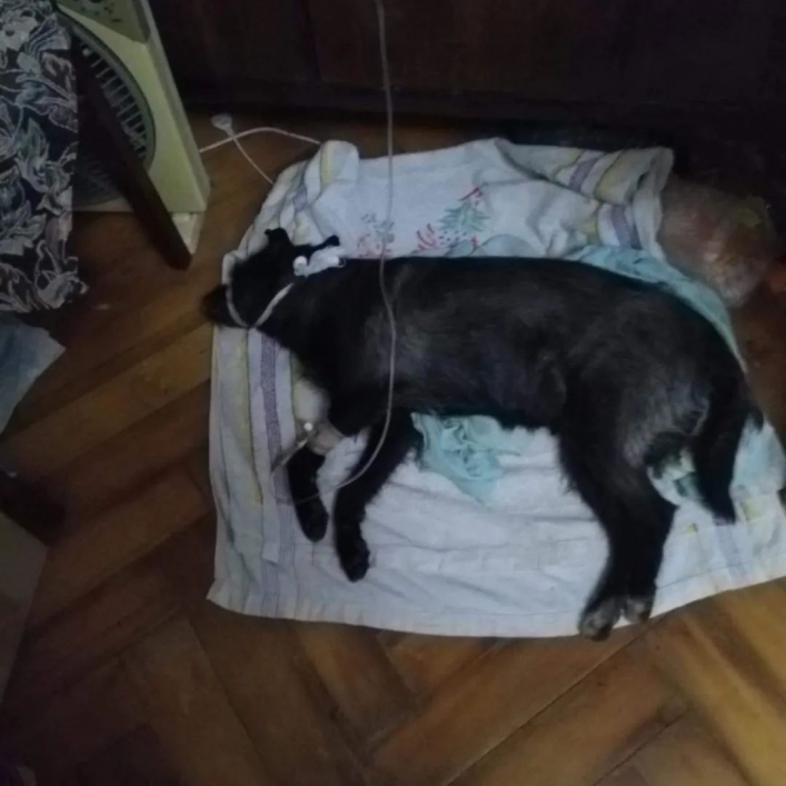 В Мелитополе военный инвалид пришел на помощь сбитой авто собаке