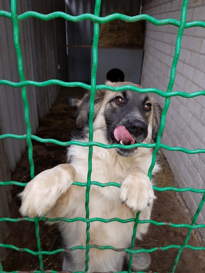 В Мелитополе пропал пес после сердечного приступа - нужна помощь
