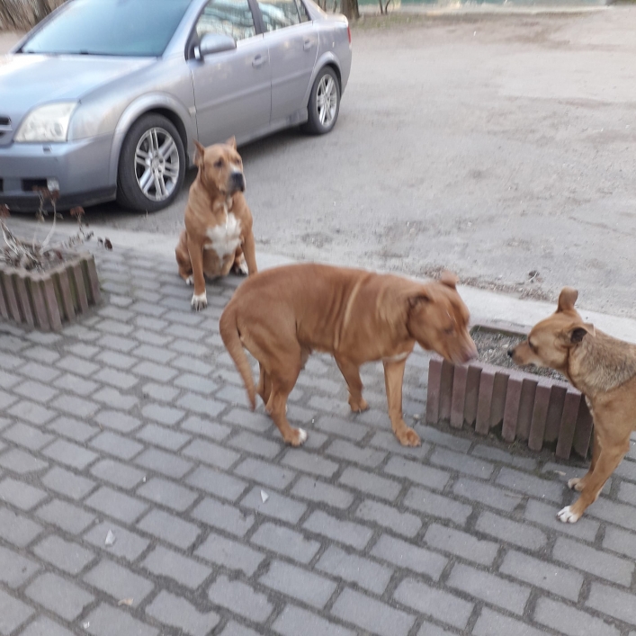 В Мелитополе пассажиров маршрутки развеселили собаки-путешественницы