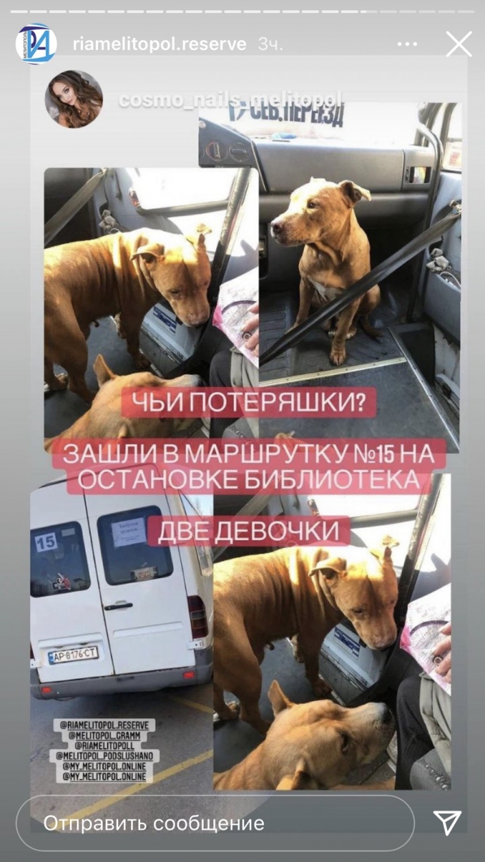 В Мелитополе пассажиров маршрутки развеселили собаки-путешественницы