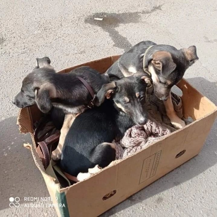В Мелитополе щенки немецкой овчарки в большой опасности - нужна помощь