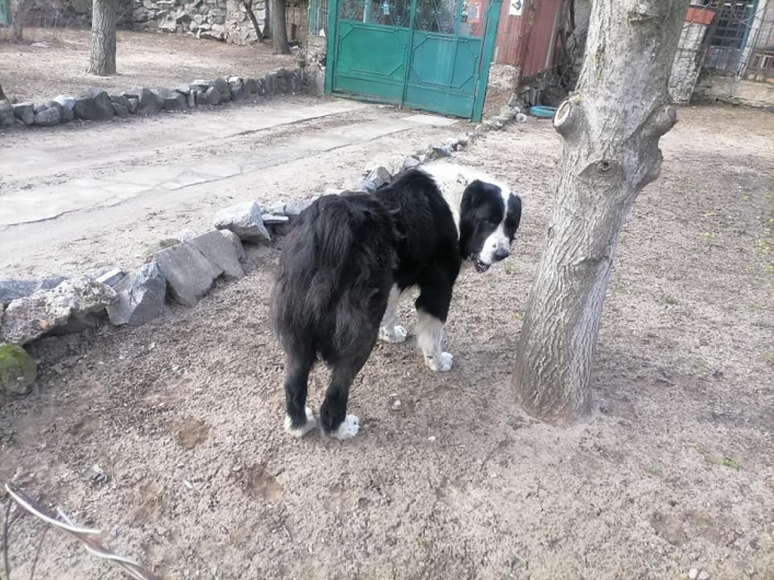 В Мелитополе в частном секторе потерялся крупный пес (фото)