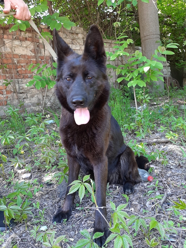 В Мелитополе ищут хозяина для единственной уцелевшей собаки Нацгвардии (видео)
