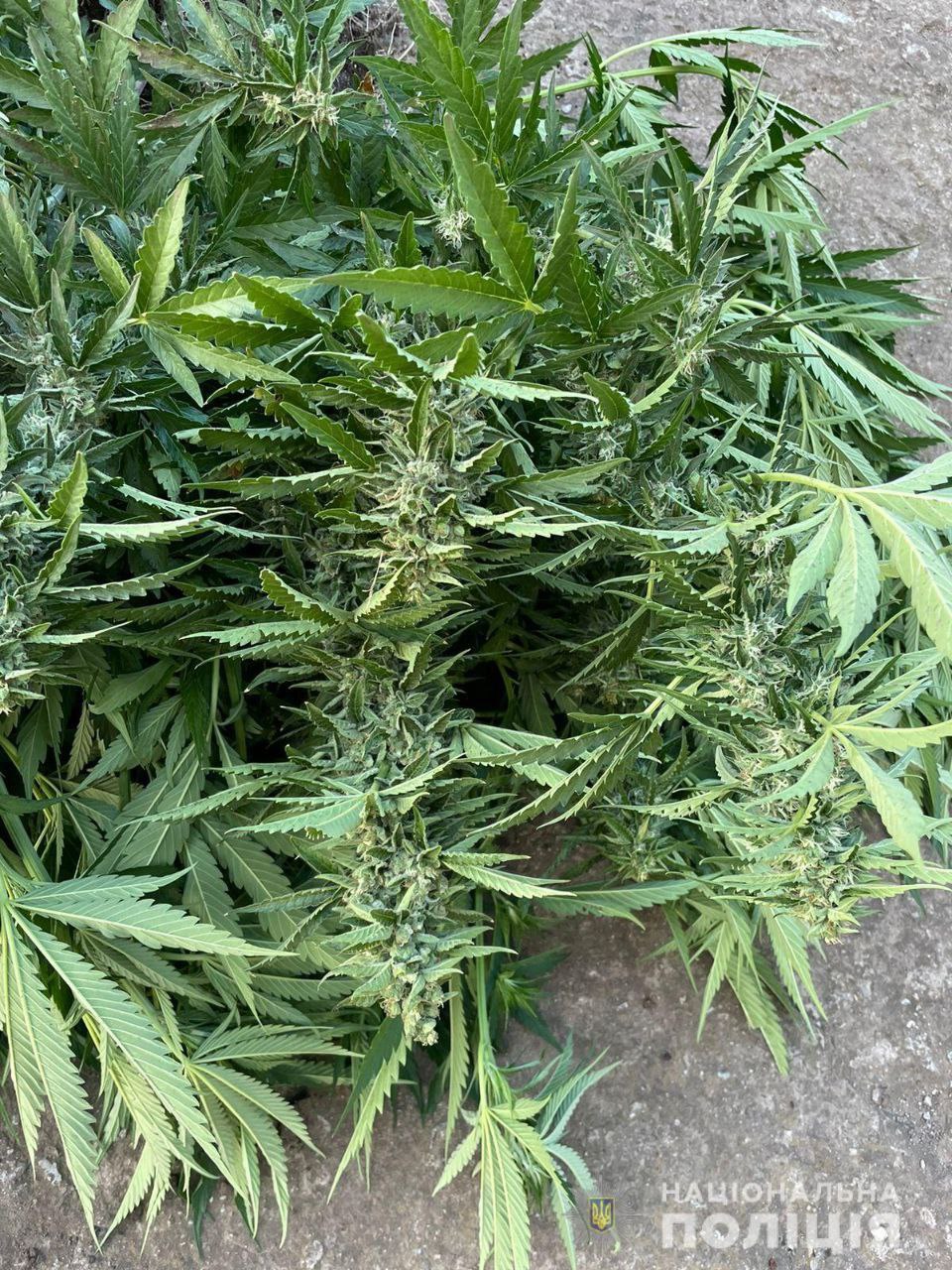 В Запорожье у любителя марихуанны изъяли 70 кустов 