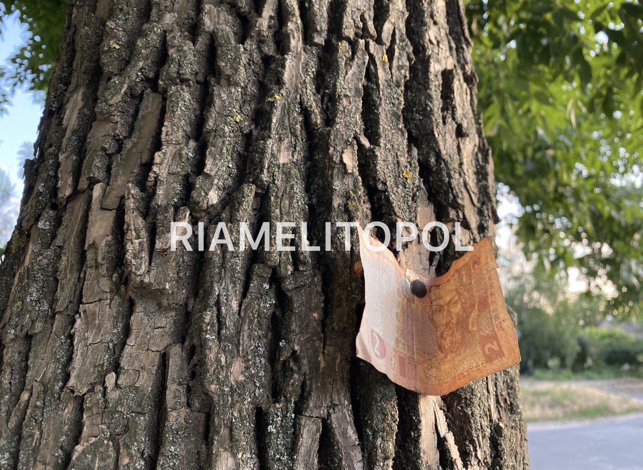 В Мелитополе на дереве 