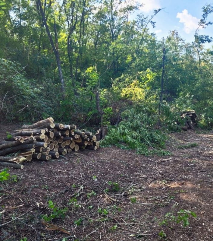 В Запорожской области "черные" лесорубы уничтожили деревьев на четверть миллиона гривен 1