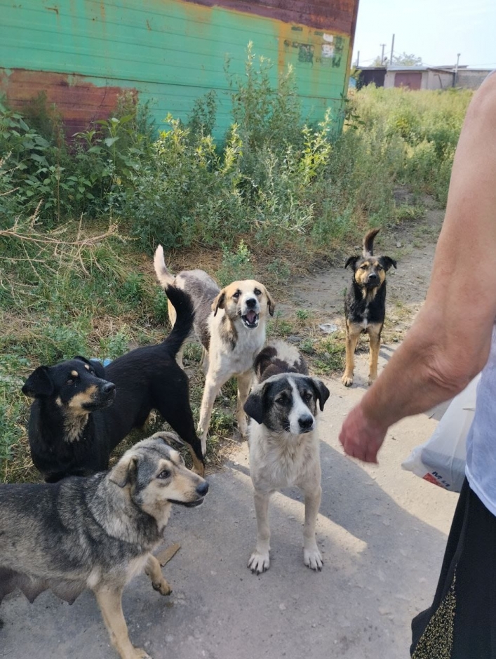 Живые скелеты - в Мелитополе погибает от голода стая собак (фото, видео)