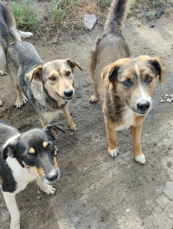 Живые скелеты - в Мелитополе погибает от голода стая собак (фото, видео)