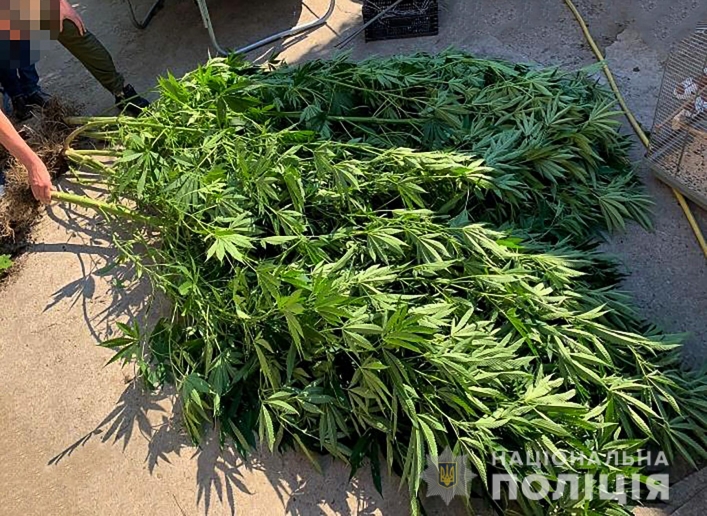 Жительница Запорожья на своем участке разводила элитные сорта марихуаны