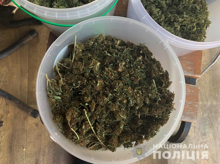 Жительница Запорожья на своем участке разводила элитные сорта марихуаны