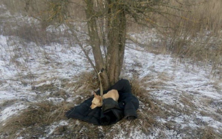 На Киевщине мужчина спас собаку, но сам провалился под лед и утонул: фото