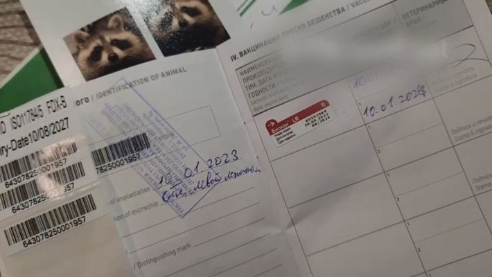 Зачисленный в фейковый мелитопольский вуз енот «Херсон» получил рашистский паспорт (фото)