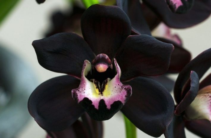 Орхидея будет цвести постоянно: где лучше поставить растение
