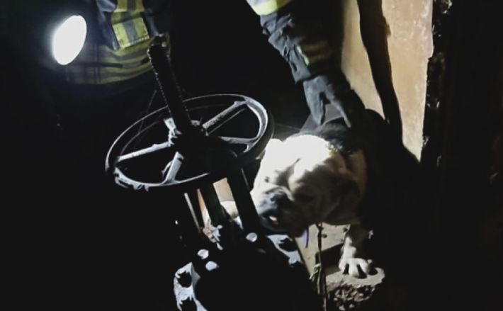 В Запорожье спасатели вытащили собаку из 4-метрового колодца теплотрассы
