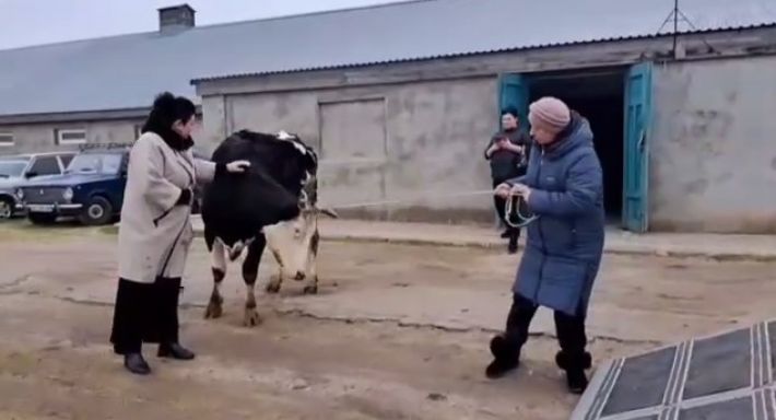 Гуманитарная помощь по новому: рашистские вояки подарили Кирилловскому округу... корову и тёлочку