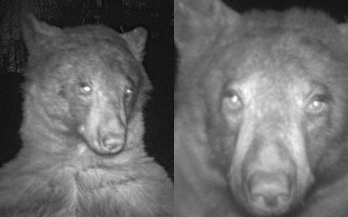 Медведь нашел камеру и сделал 400 селфи: забавные фото
