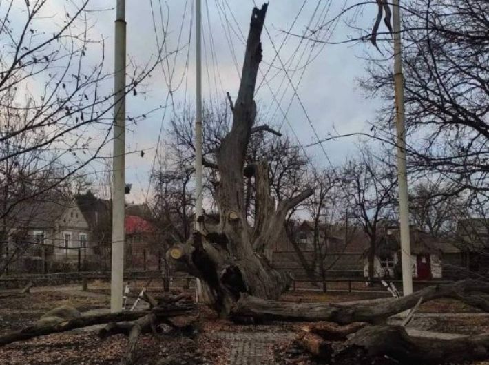 В Запорожье рухнул 700-летний дуб