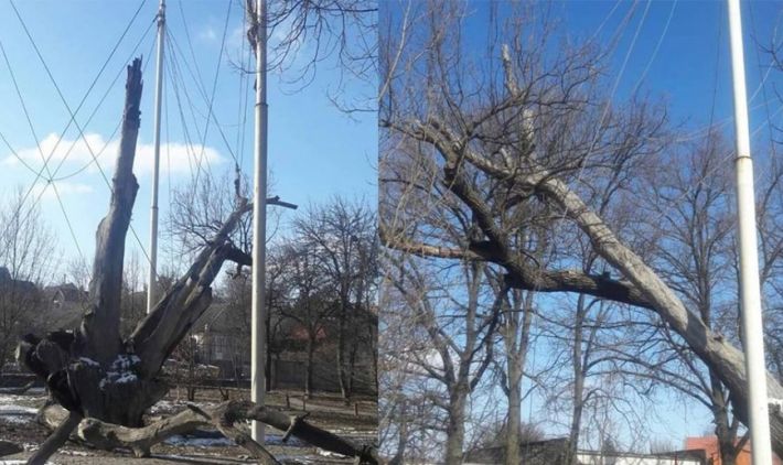 В Запорожье опровергли информацию о гибели 700-летнего дуба