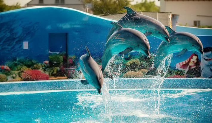 В Мелитопольском районе неизвестные разграбили дельфинарий