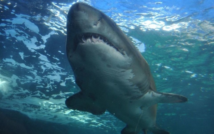 Біла акула напала на чоловіка та відкусила йому голову Біла акула напала на чоловіка та відкусила йому голову