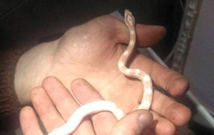 В Киеве семья обнаружила змею в стиральной машине