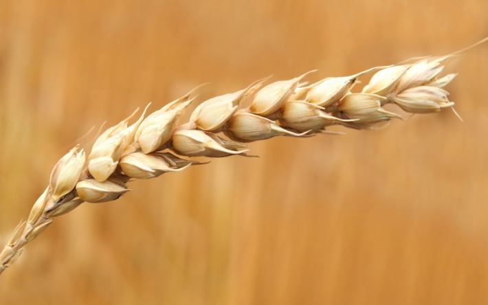 В Москве заговорили о "нецелесообразности" продления "зернового соглашения" из-за санкций
