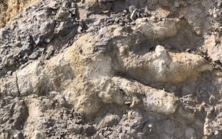 У Великій Британії на пляжі жінка знайшла рекордний слід динозавра, якому понад 160 мільйонів років: фото
