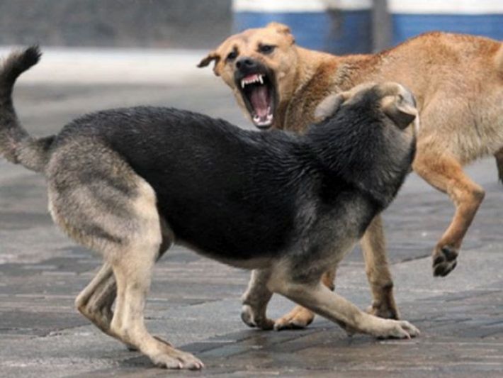 В Мелитополе все чаще на людей нападают бездомные собаки