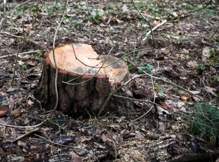 В Мелитополе уничтожают лесопарк (фото)