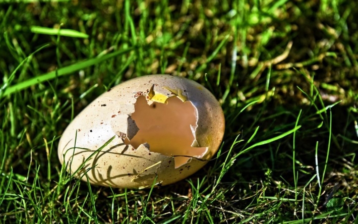 Женщина украла яйцо из зоопарка: то, что вылупилось – удивило всех