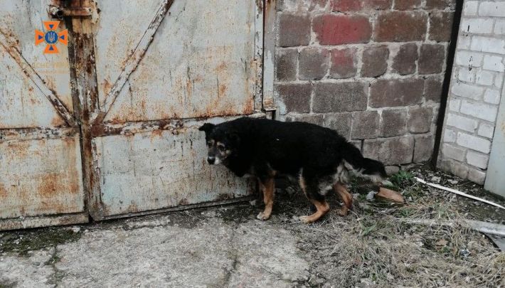 В Запорожье бойцы ГСЧС спасли собаку (фото)